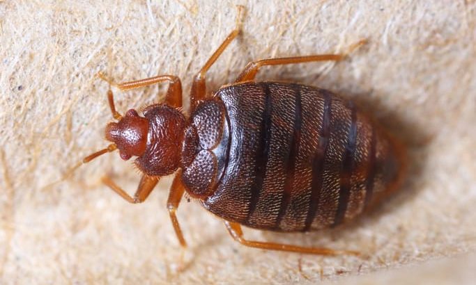 Can Bed Bugs Travel Through My Vents